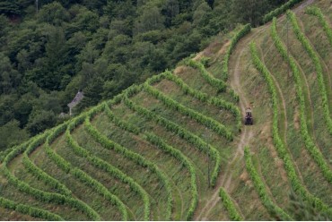 Vins et vignobles de l’Aveyron, témoignage de très anciennes traditions